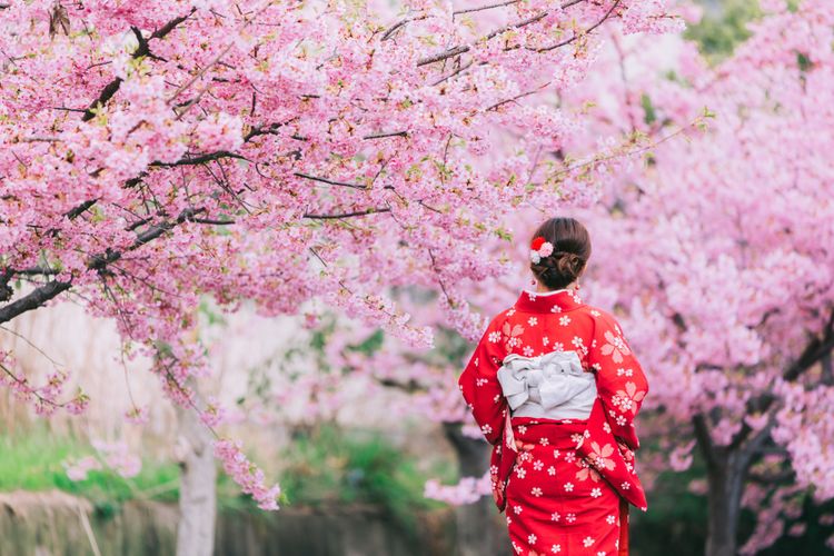 Ilustrasi bunga sakura mekar di Jepang.