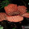 Two Rare Rafflesia Flowers in Bloom At A Forest in Bengkulu, Indonesia