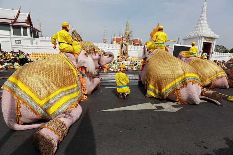 Gajah dari kamp Ayutthaya bersujud di dekat Istana Negara untuk merayakan penobatan Raja Thailand Maha Vajiralongkorn, di Bangkok, Thailand, Selasa (7/5/2019). (REUTERS/Soe Zeya Tun)