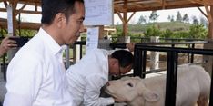 Jokowi Ingin Belgian Blue Jadi Andalan Peternak 