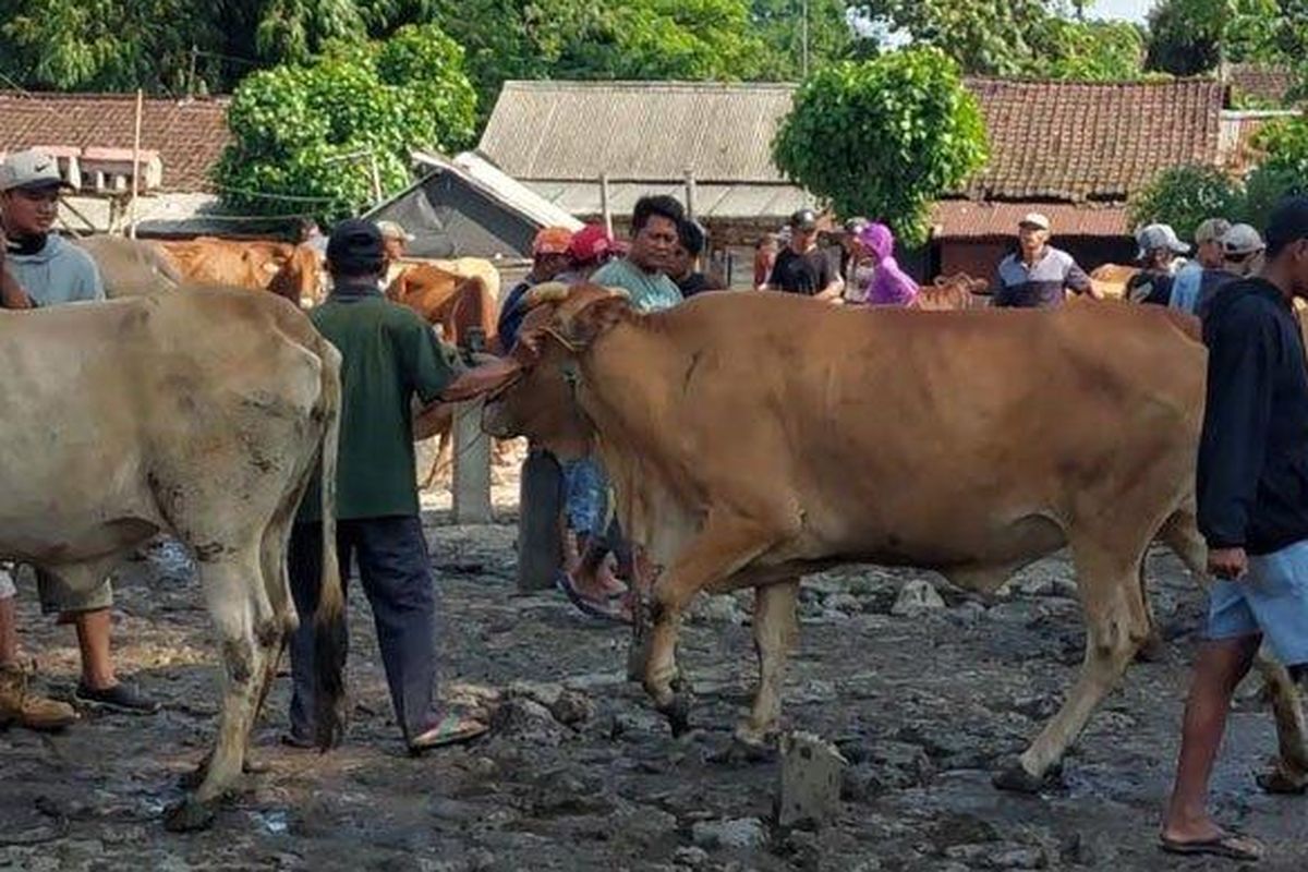 Ratusan Sapi di Trenggalek Terinfeksi PMK, Disinfeksi Dilakukan di Pasar Hewan