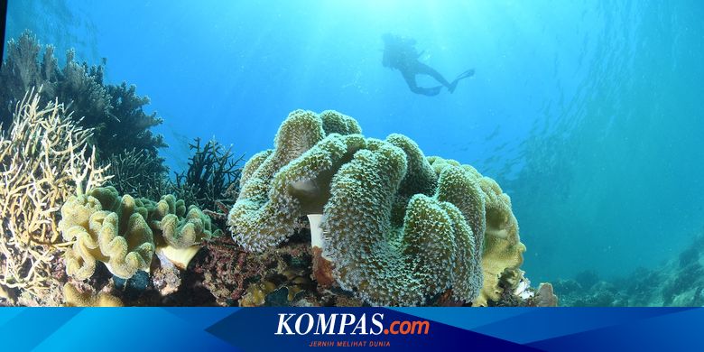 Lestarikan Keanekaragaman Hayati, Antam Gencarkan Konservasi Darat dan Laut