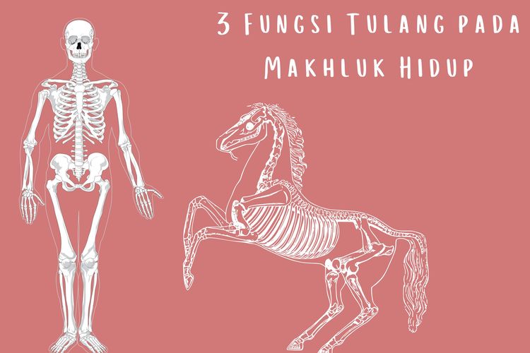 Ilustrasi tiga fungsi tulang pada makhluk hidup