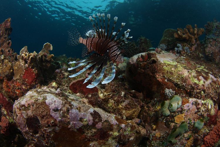 Ilustrasi ekosistem bawah laut di Kepulauan Sula, Maluku Utara.