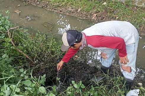 Limbah Cair Dibuang di Sekitar Hutan Kota Karawang, Ikan dan Ular Sanca Ikut Mati