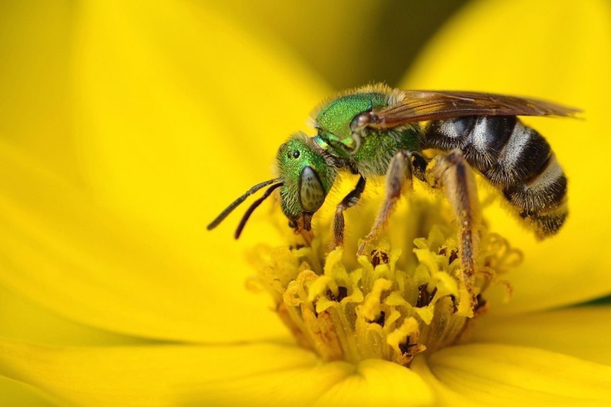 Ilustrasi lebah menghisap nektar pada bunga. Lebah menghasilkan madu.