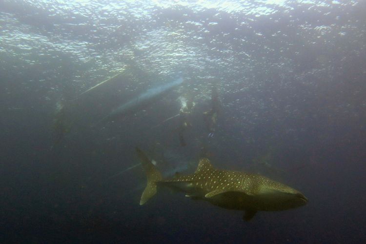 Menyaksikan Kemunculan Hiu Paus Di Perairan Gorontalo