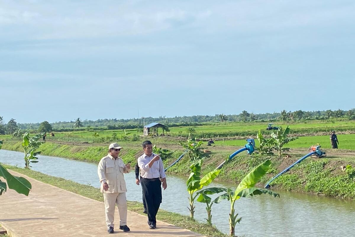 Ditemani Menhan-Kepala BIN, Prabowo Lihat Demonstrasi Padi di Merauke