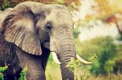 Gajah Berevolusi Bertubuh Besar dan Kebal Kanker, Apa Rahasianya?