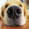 Kenapa Hidung Anjing Basah? Ini 4 Penyebabnya