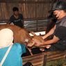 DPKP Lumajang Sebut Kebijakan Ganti Rugi Ternak yang Mati Akibat PMK Sulit Diterapkan