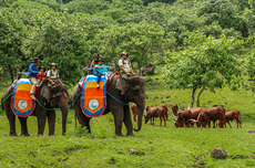 Taman Safari Prigen: Harga Tiket, Jam Buka, dan Wahana Terbaru 