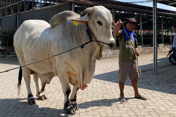 Dua Sapi Peternak Bantul Lolos Jadi Hewan Kurban Presiden Prabowo untuk Idul Adha 2025