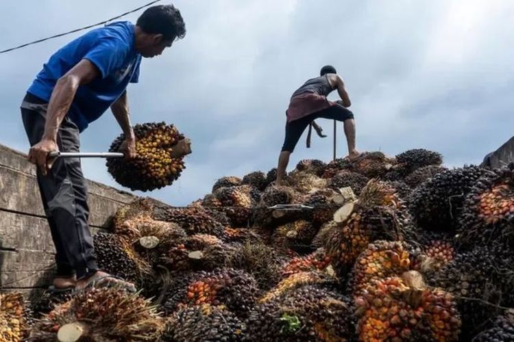 Pekerja memuat buah kelapa sawit ke truk di shelter bisnis kelapa sawit di Lhokseumawe, Aceh, Indonesia pada 29 Februari 2020.
