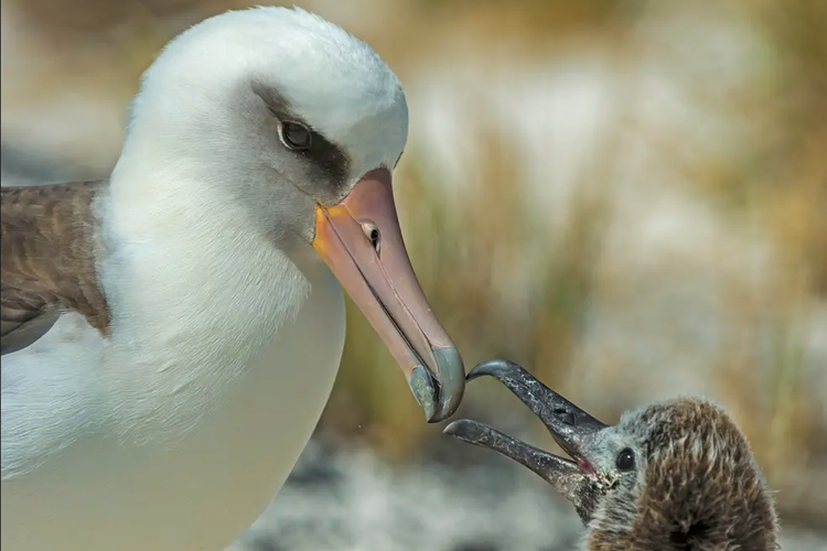 Albatross tak bertelur setiap tahun sehingga anak yang menetas sangat berharga bagi populasi burung laut itu. 