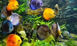 8 Ikan Hias yang Cocok untuk Pemula, Mudah Dipelihara di Akuarium