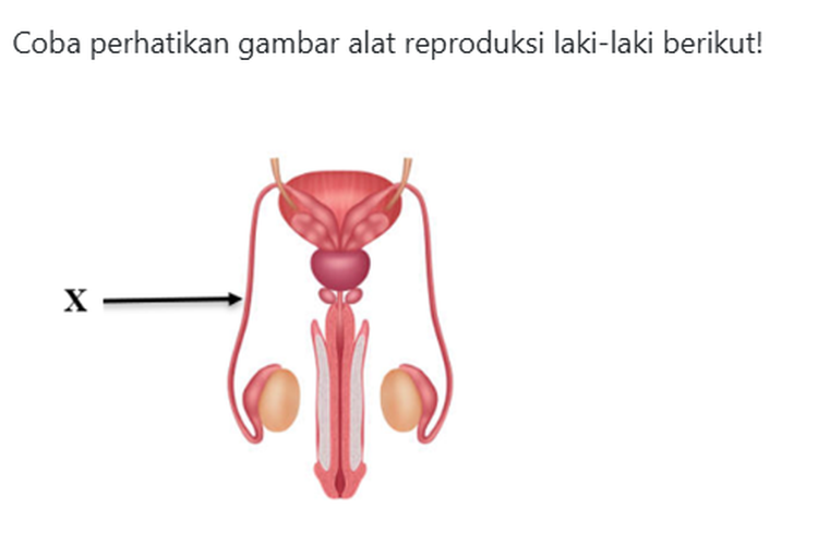 Soal TKA Biologi SMA 2025