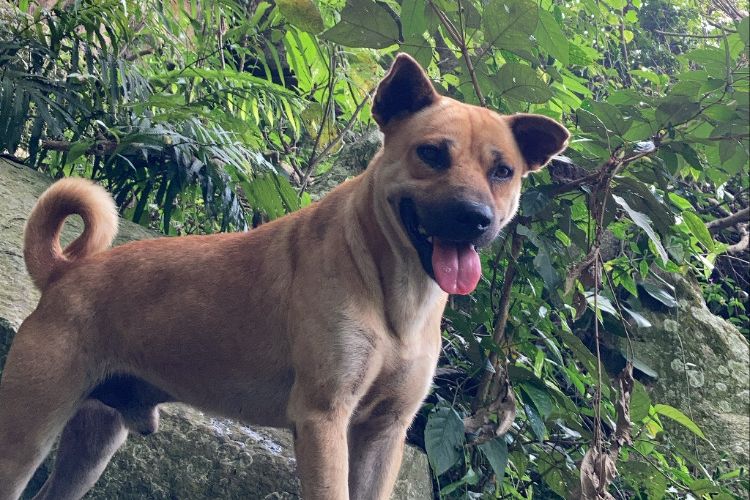 Anjing pemandu gunung atau si good boy yang menemani para pendaki turun dari puncak Gunung Parang, pendakian Gunung Parang via Pesanggrahan di Kabupaten Purwakarta, Jawa Barat, Minggu (13/6/2021).