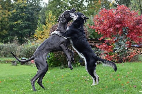 Alasan Anjing Great Dane Bertubuh Sangat Besar