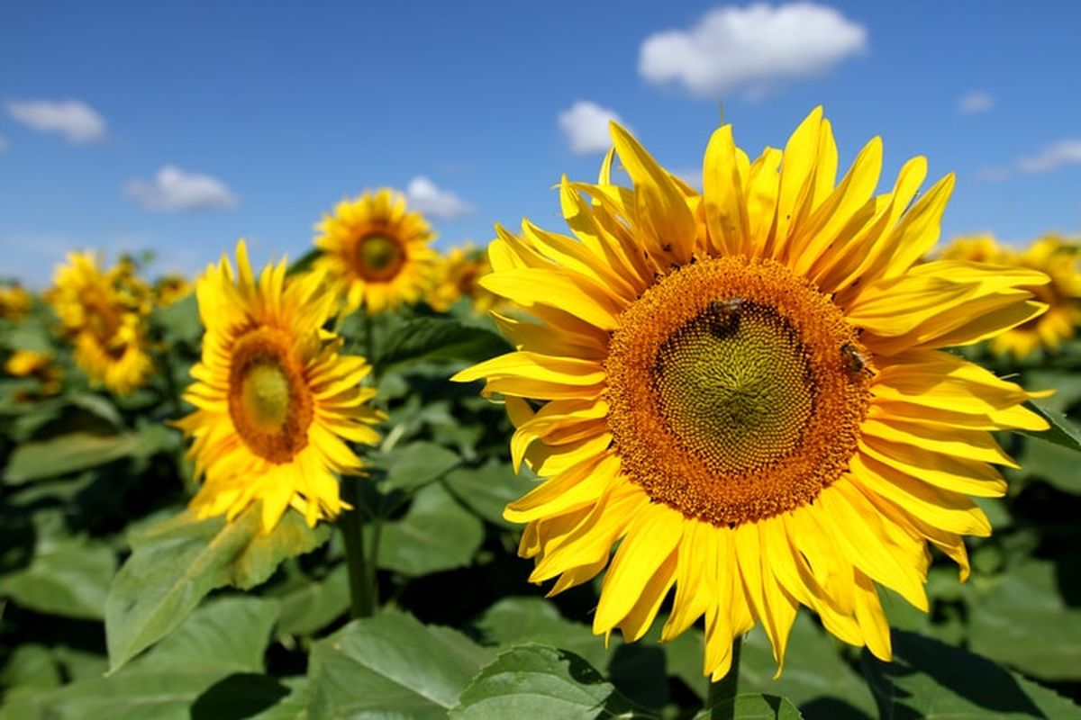 Lebah melakukan penyerbukan di bunga matahari.