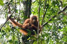 7 Hewan Paling Cerdas di Dunia, Ada Orang Utan dan Gurita