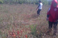 175 Hektar Sayur-mayur Gagal Panen karena Kemarau, Petani Rugi Puluhan Juta Rupiah