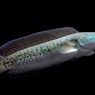 3 Manfaat Kesehatan Ikan Gabus