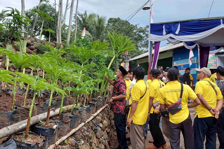 Rombingan dari Kotawaringin Barat belajar budidaya porang di Desa Tukang Kecamatan Pabelan.