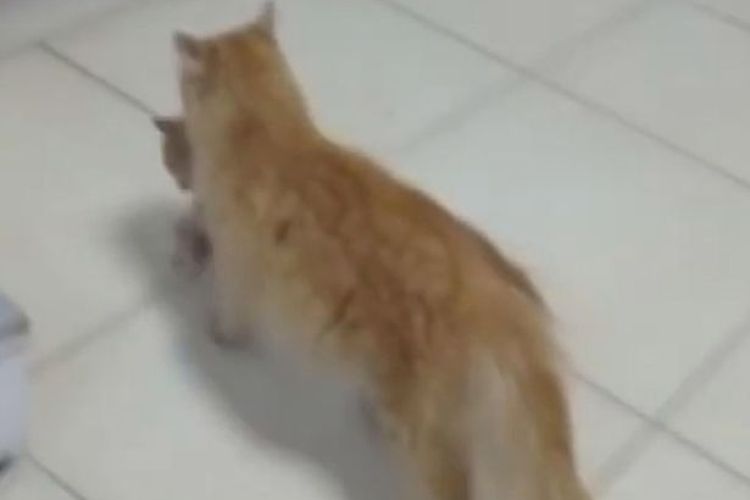 Seekor induk kucing membawa anaknya masuk ke dalam rumah sakit di Izmir, Turki.