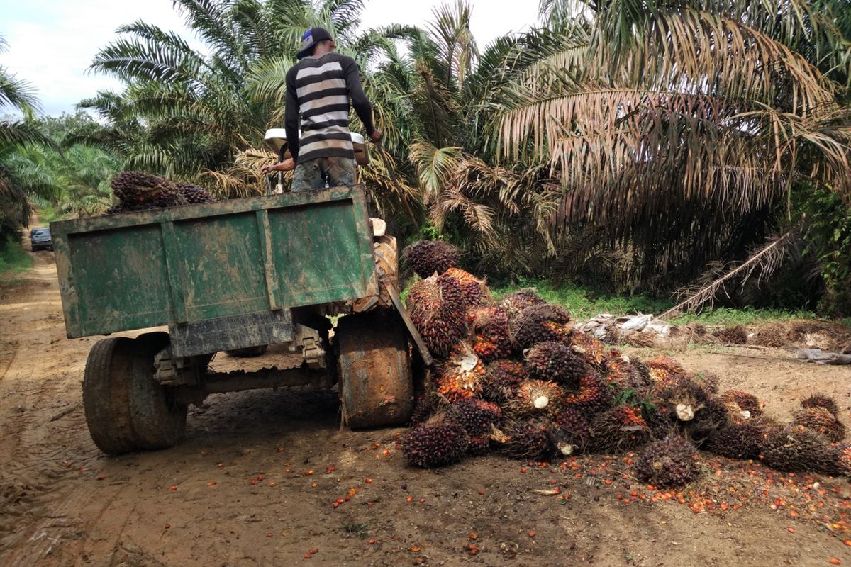 Buruh tani sawit di Merlung, Kabupaten Tanjung Jabung Barat, memanen buah sawit.