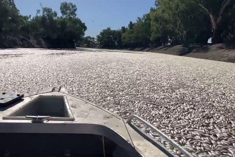 Foto ini diambil dari video yang diambil pada 17 Maret 2023 milik Graeme McCrabb. Video itu menunjukkan ikan mati menyumbat sungai dekat kota Menindee di New South Wales. Jutaan ikan yang mati dan membusuk telah menyumbat bentangan sungai yang luas di dekat kota terpencil di Pedalaman Australia saat gelombang panas yang membakar melanda wilayah tersebut.