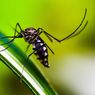 9 Hal yang Menjadi Penyebab Nyamuk Bersarang di Area Rumah