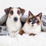 Cara Menghilangkan Bau Urine Kucing dan Anjing dengan Bahan Alami