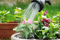 5 Tips Menghemat Air Saat Menyiram Tanaman di Kebun