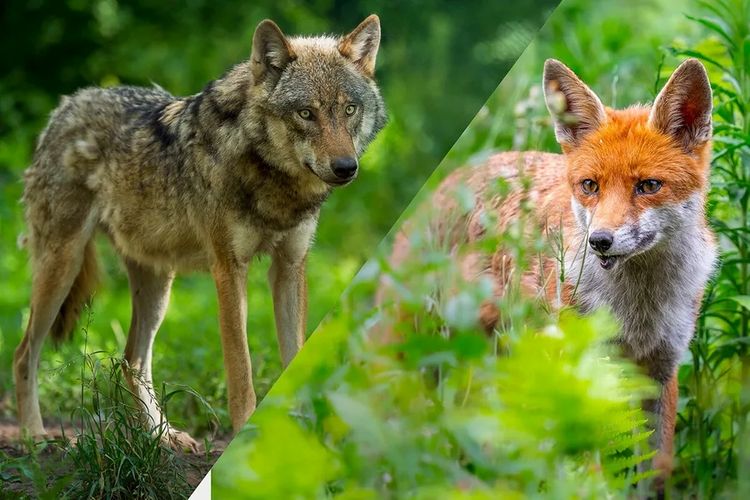 Bisakah Serigala dan Rubah Kawin Silang? Ini Jawaban Ilmiahnya