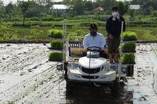 Blora Jadi Percontohan Penanaman Padi di Lahan Sawah Tadah Hujan