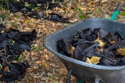 Dalam 2 Hari Puluhan Ribu Kelelawar di Australia Mati, Ini Penyebabnya