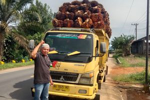 Harga Sawit di Pessel Sumbar Anjlok Jadi Rp 700 per Kg, Petani Minta Pemerintah Turun Tangan