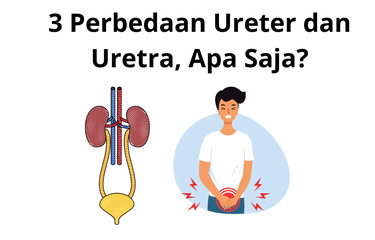 Sistem saluran kemih pada tubuh manusia merupakan sistem pembentukan urine (air kemih) yang terdiri dari organ-organ berupa ginjal, ureter, kandung kemih, dan uretra.