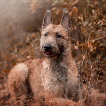 Ilustrasi ras anjing Belgian Laekenois. 