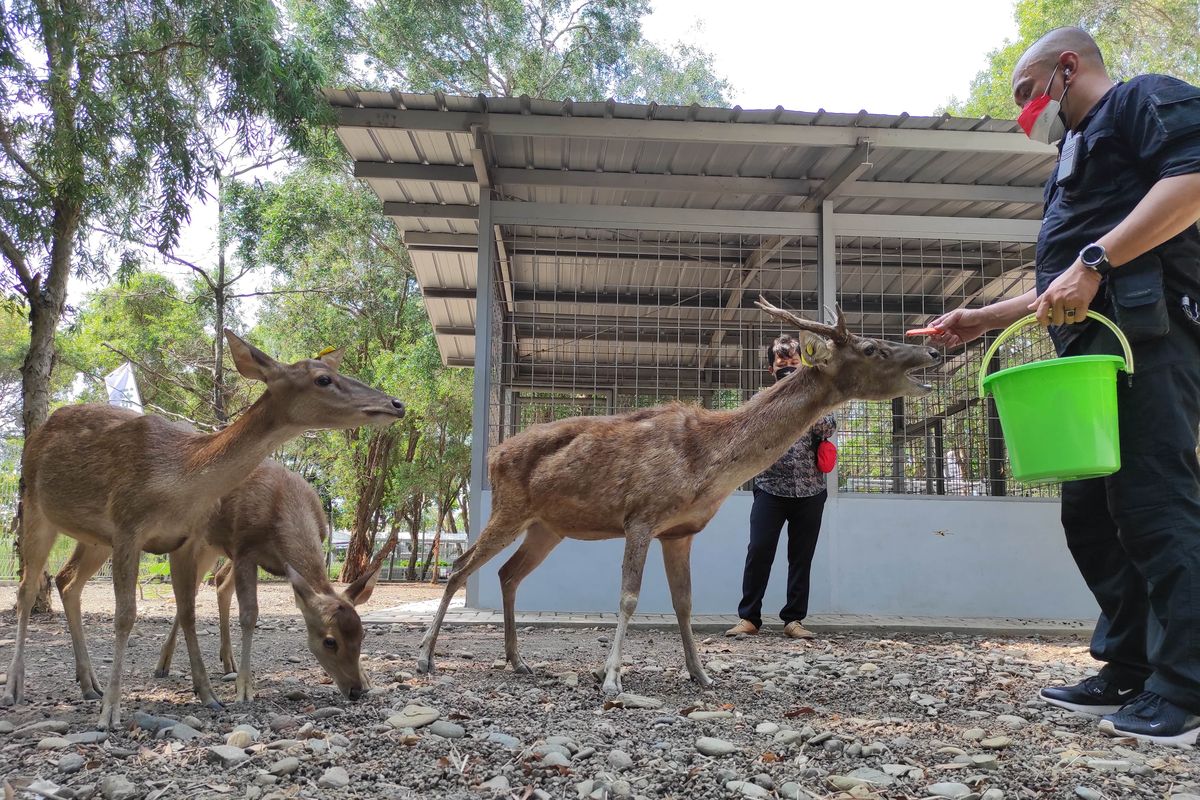 Rusa-rusa jenis Timorensis yang hidup di Taman Keanekaragaman Hayati Indramayu. 