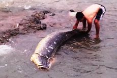 Warga Hanyutkan Ikan Raksasa yang Terdampar di Sungai Ciliwung