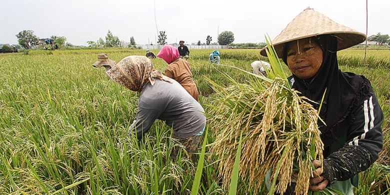 Aktivitas petani sedang memanen padi di sawah