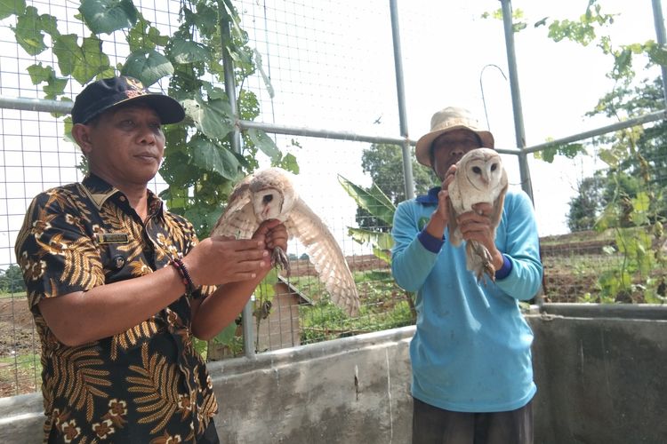 Kepala Desa Pasirmulya Rosadi (kiri) dan Ketua Tim Penangkaran Burung Hantu Desa Pasirmulya Saepudin (kanan) saat menunjukkan burung bantu yang digunakan untuk membasmi tikus, Jumat (24/1/2020).