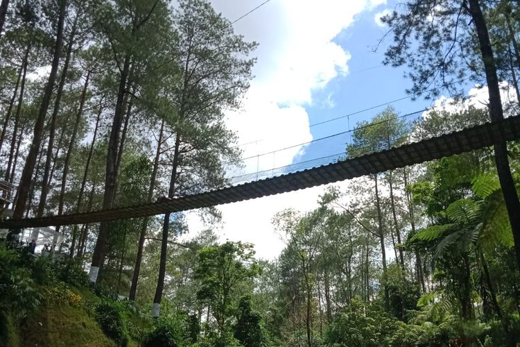 Sky Bridge di Warung Kopi Gunung Cikole, kedai kopi yang menawarkan sensasi ngopi di tengah hutan pinus 