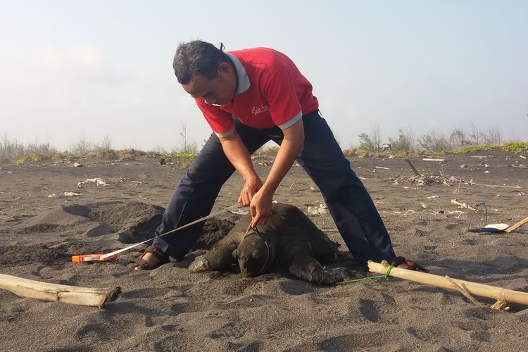 Penyu jenis lekang dalam kondisi mati di sebuah pantai yang masuk kawasan Desa Karangwuni, Wates, Kabupaten Kulon Progo, Daerah Istimewa Yogyakarta. Tampak petugas BKSDA Resor Kulon Progo memeriksa bangkai ini.