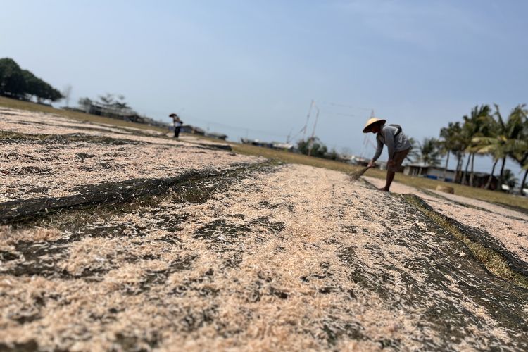 Kemarau Jadi Momentum, Panen Rebon Melimpah dan Produksi Ikan Asin Pangandaran Melesat