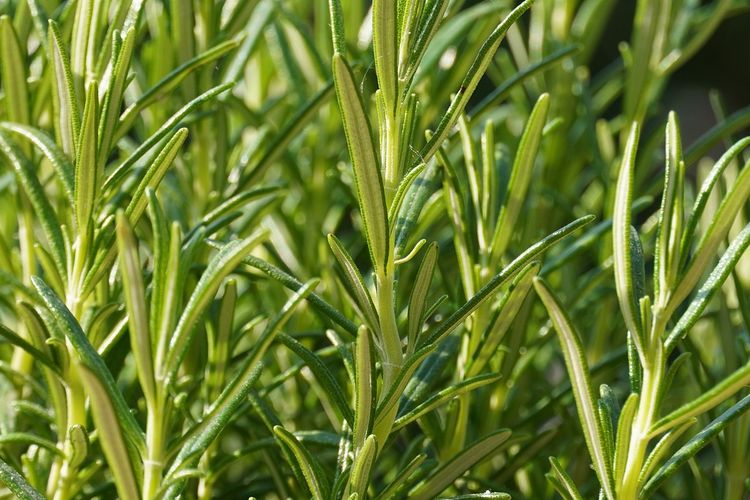 Ilustrasi tanaman Rosemary. 