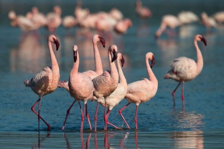 Burung flamingo jenis lesser berkoloni dalam jumlah besar di Danau Natron untuk berkembang biak. [Getty Images/Education Images]