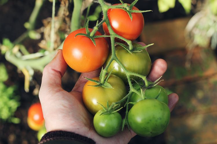 Ilustrasi tomat, menanam tomat. 